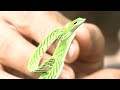 channel trust සර්ප ලෝකයේ අහිංසකයා ඇහැටුල්ලා green vine snake life of nature ep 02