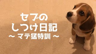 【ビーグル🐶セブ】マテ猛特訓【子犬のしつけ】