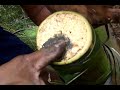 our own coconut tree toddy toddy making special like kerala