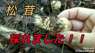 キノコ🍄狩り、小さいけど、松茸採れました！！！！