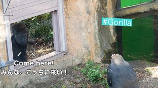 Silverback checks if the other gorillas move rooms   みんながちゃんと部屋を移動するか確認する群れのリーダー