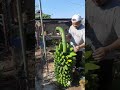 Menanam pisang di sawah❌ Menanam pisang didepan rumah✅  😂😂