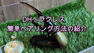 【昆虫】DHヘラクレス簡単ペアリング方法の紹介