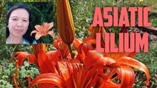 ASIATIC LILIUM OR LILIES