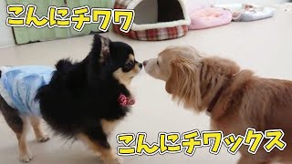 こんにチワワ、こんにチワックス　🐶ひみつきちなう！#1🐶  (チワワ チワックス) 2021年6月6日