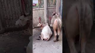 আনায়া যখন গরুর হাটে ঘুরতে যায় 🐂