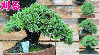 今回の台風、対策なしで行きます。八房杜松の芽摘みでもしとこうかな