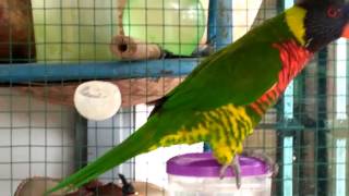 Burung Nuri Suara Nyaring Dan Berbulu Indah