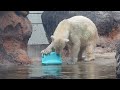 2024 10 20 ポリタンクで遊ぶホッキョクグマのクッキー