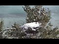 traverse city mi bald eagle nest live cam 1 baldeagle eaglelivecam wildlife nature