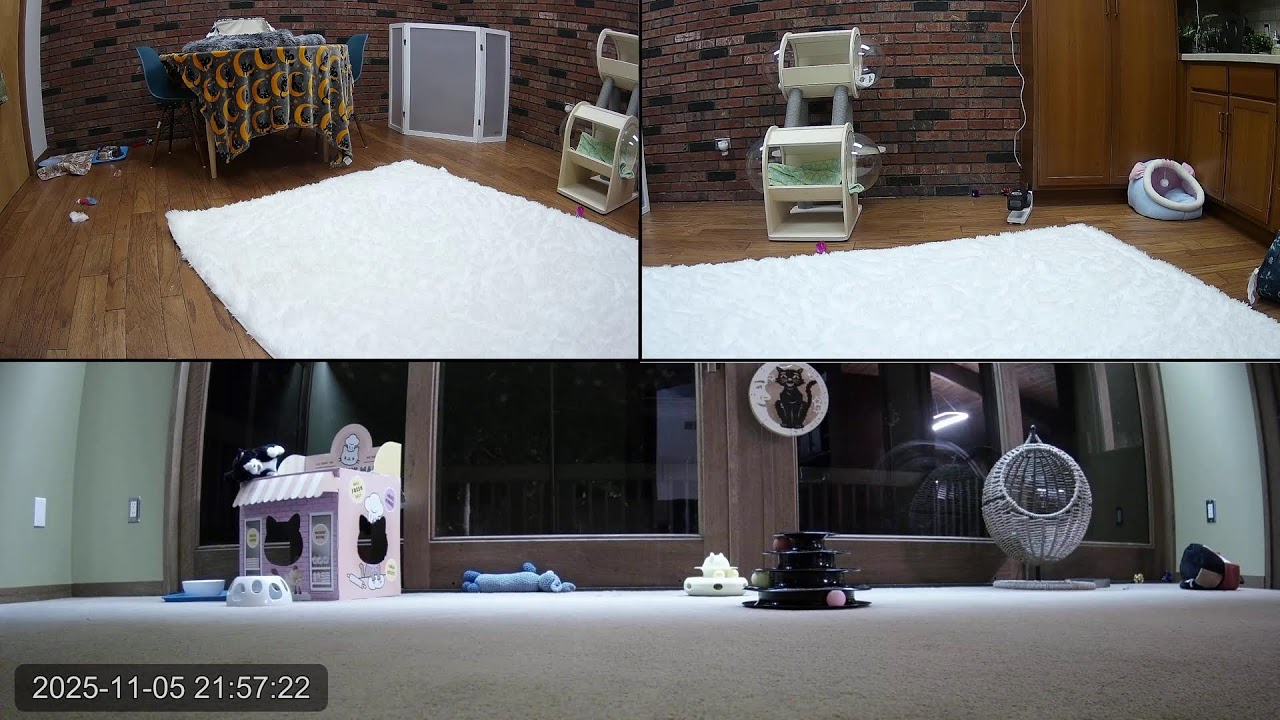 Kitten Academy Live Stream Youtube