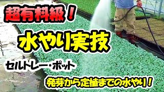 【育苗のプロが教える！】水やり実技「発芽から定植までの正しい水やりのやり方」セルトレー・ポット育苗