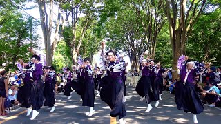 【4K】若欅-wakakeyaki-｜義を経て、一蓮托生(第41回 朝霞市民まつり 彩夏祭/朝霞の森前演舞場1本目)