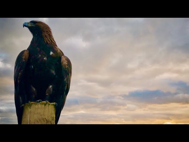 Golden Eagle Attacks Deer Cameras Capture Golden Eagle S Deadly Attack