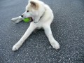 kkomi playful japanese akita inu