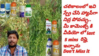 మిరప లో #bayer MOVENTO OD & #ENDURER ఉపయోగాలు..#mirchi లో red #mites #thrips & #whitefly controlling