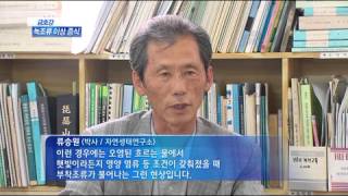 [대구MBC뉴스]금호강 녹조류 이상 서식