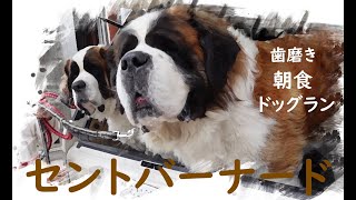 【歯磨きと朝食とドッグラン！編】今日も朝から大騒ぎ！平凡なセントバーナードの日記Brushing teeth, breakfast and a dog run! ed.Saint Bernard