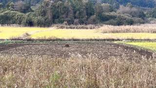 千葉県香取市！警察官VSイノシシ‼️