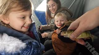 The Perch have EXPLODED at this Montana Lake! - Ice Fishing Montana