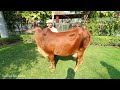 ये है देशी गाय की सबसे ज्यादा दूध देने वाली नशल साहीवाल गाय sahiwal cow highest milking cow