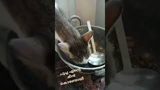 ഈ പൂച്ച കുട്ടി എന്റെ മീനും കൊണ്ടോയീ 😪😪😻😻🐈#catlover #catvideos #catshorts