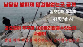 남당항 갑오징어 쭈꾸미낚시100마리 잡을수있었는데..  밑걸림없는 포인트 대공개