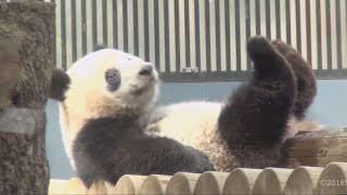 【ねむいでしゅ✨】シャンシャン🐼お昼寝に入りまーすッ(´Д⊂✨【赤ちゃんパンダ】Giant Panda -XiangXiang-☆