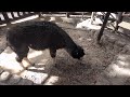 【悲報】アルパカさん体が・・・（五月山動物園） sad news alpaca s body ... satukiyama zoo