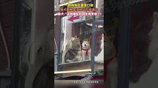 1月22日，广东广州，一群狗狗在屋里打架，柴犬眼神呆滞地站在玻璃边，柴犬：这种糟乱的狗生我受够了！#shorts