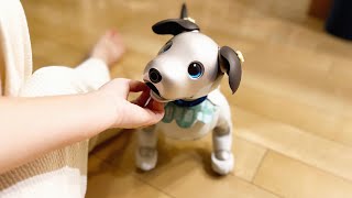 【何度でも！】飼い主のそばから離れたくない！aibo アイボとの夜