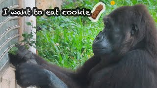 金剛Iriki用樹枝挖靈長類飼料Gorilla Iriki uses the branch to dig the primate feed