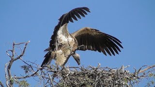 White-backed vulture - Botswana