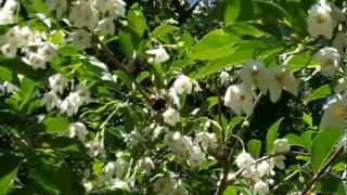 Japanese Snowbell