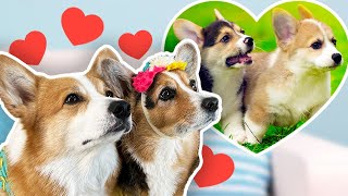 Dogs React to their Puppy Videos!
