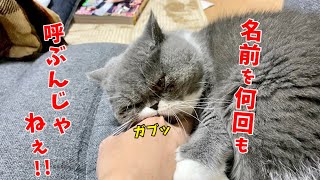 【エキゾチックショートヘア】名前を連呼されてイライラがMAXに到達してしまったブサカワ猫