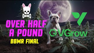 VGrow Vivosun - Happy New Year Harvest - Over Half a Pound