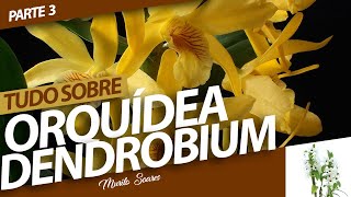 TUDO SOBRE ORQUÍDEA DENDROBIUM | Murilo Soares | Spagnhol Plantas