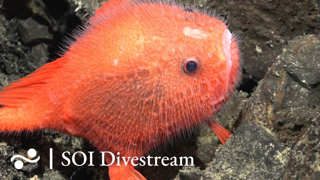 Los Huellos Central Soi Divestream 616 Part 2 Youtube