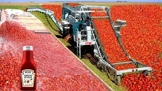 A MAIOR FAZENDA DE TOMATE DO BRASIL PRODUZINDO KETCHUP - INCRÍVEL!