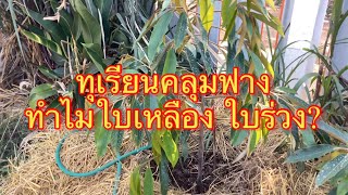 ทุเรียนมือใหม่..แชร์ทำไมทุเรียนคลุมฟางแล้วใบเหลือง ใบร่วง?