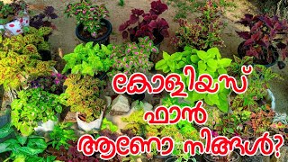 #coleus കോളിയസ് ചെടികളുടെ പരിചരണം | coleus Plant Care and growing Tips  Malayalam