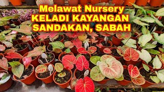 Visiting Nursery Keladi Kayangan, Sandakan Sabah