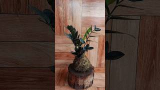 ZZ Plant Kokedama: Bringing Japanese Elegance to Your Home #indoorplants #diy #p