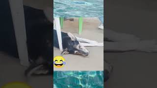 Funny Animal Videos 2022 😂 - Funniest Dogs Videos 😺😍😚⚪