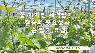 칼슘관주의 중요성 그리고 세력관리와 순잡는 요령입니다!!