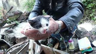 Rescue the little kitten without a mother in the leaf litter area