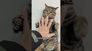 反骨猫到底是什么样的猫？ #一身反骨的猫 #头条视频创作激励计划第6期 #狸花猫 #猫咪的不服全写在脸上 #cat #pets