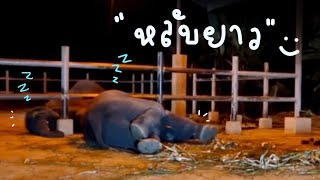 บัวบานนอนข้างใน🤍😂elephant