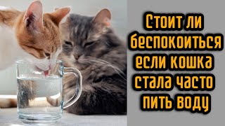 Стоит ли беспокоиться, если кошка стала часто пить воду